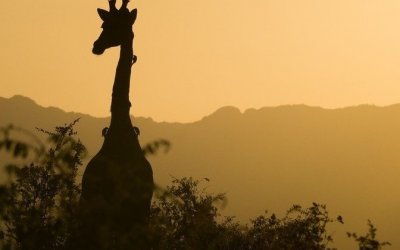 Quell’Africa misteriosa e il bisogno di salvarsi da soli